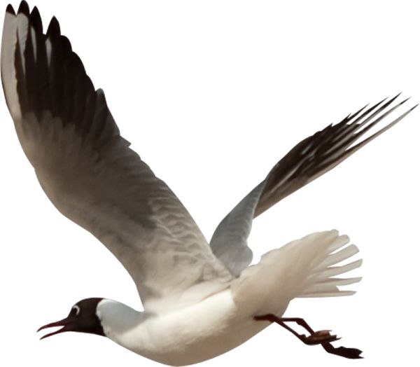 鸟 PNG透明背景免抠图元素 16图库网编号:20007