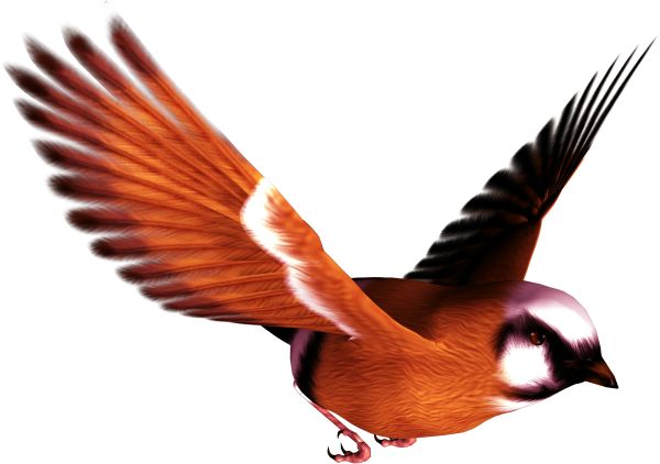 鸟 PNG透明背景免抠图元素 16图库网编号:20008