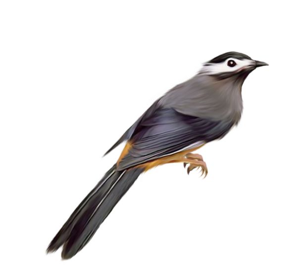 鸟 PNG透明背景免抠图元素 16图库网编号:20011