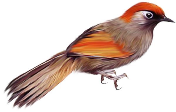 鸟 PNG透明背景免抠图元素 16图库网编号:20013