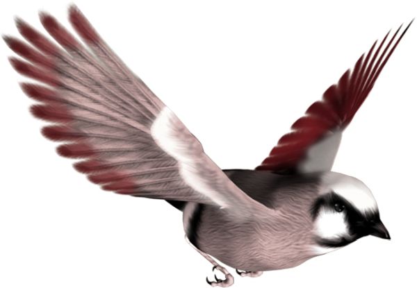 鸟 PNG透明背景免抠图元素 素材中国编号:20016