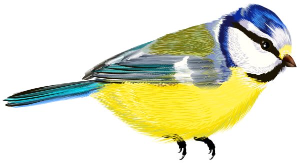 鸟 PNG透明背景免抠图元素 16图库网编号:20027