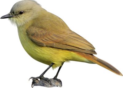 鸟 PNG透明背景免抠图元素 16图库网编号:20033