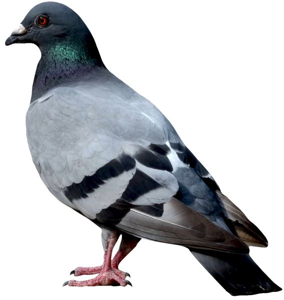 鸟 PNG透明背景免抠图元素 16图库网编号:20035