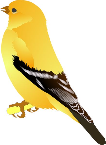鸟 PNG免抠图透明素材 16设计网编号:20037