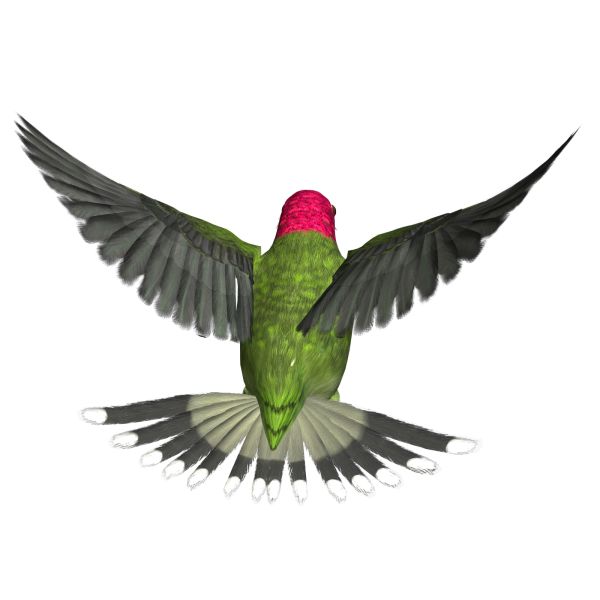 鸟 PNG透明背景免抠图元素 素材中国编号:20040