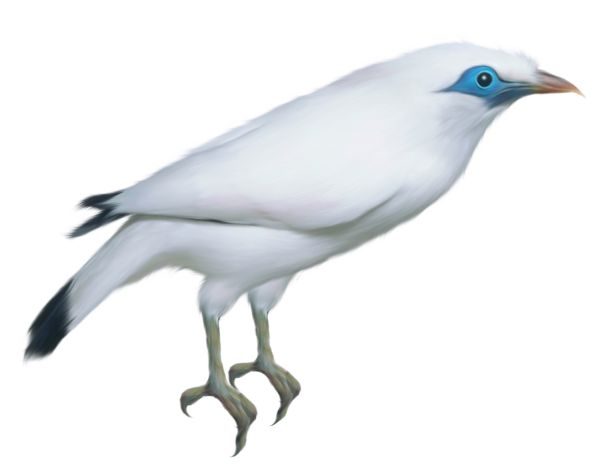 鸟 PNG透明背景免抠图元素 素材中国编号:20053