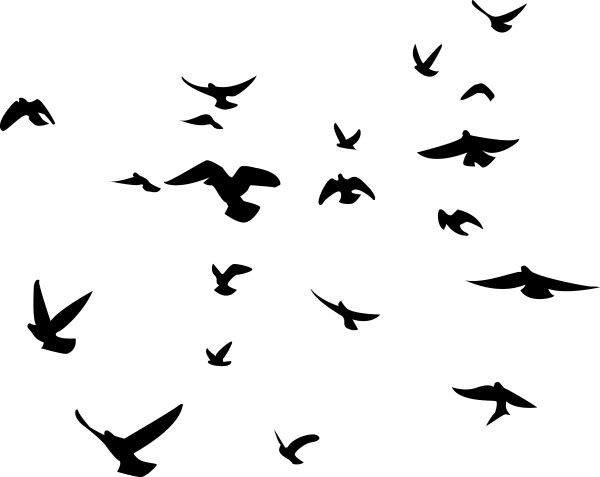 鸟 PNG透明背景免抠图元素 素材中国编号:20058