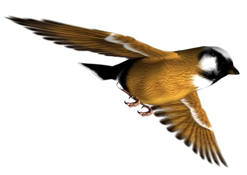 鸟 PNG透明元素免抠图素材 16素材网编号:19999