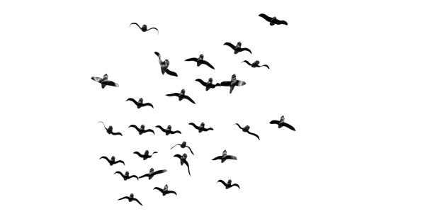 鸟 PNG透明背景免抠图元素 16图库网编号:20064