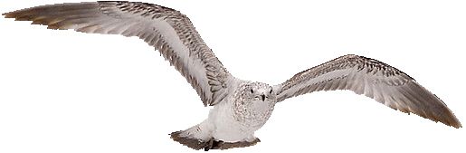 鸟 PNG透明背景免抠图元素 16图库网编号:20065