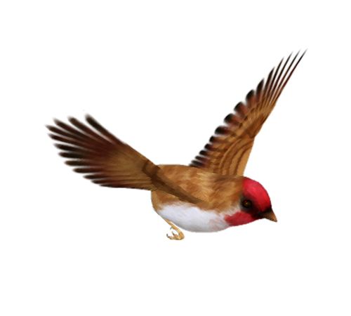 鸟 PNG透明背景免抠图元素 16图库网编号:20068