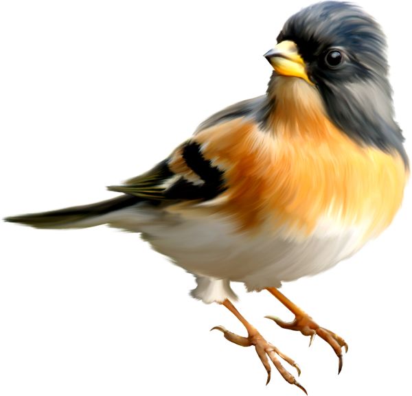 鸟 PNG透明背景免抠图元素 16图库网编号:20000