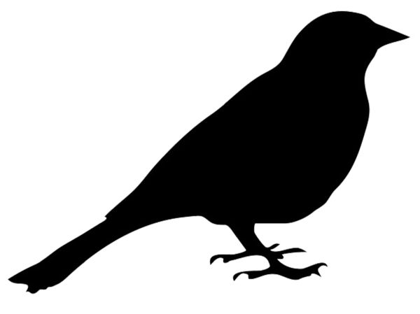 鸟 PNG免抠图透明素材 素材天下编号:20073