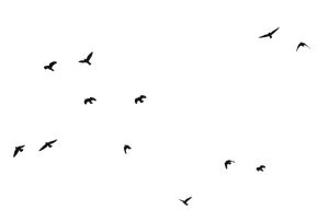 鸟 PNG免抠图透明素材 16设计网编号:20079
