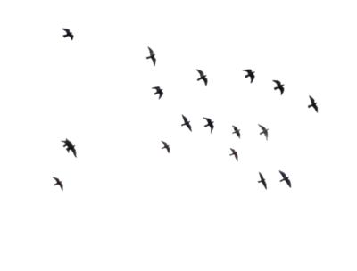 鸟 PNG透明背景免抠图元素 16图库网编号:20082
