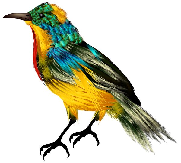 鸟 PNG免抠图透明素材 16设计网编号:20087
