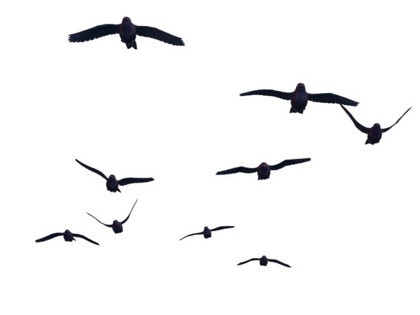 鸟 PNG透明背景免抠图元素 16图库网编号:20090