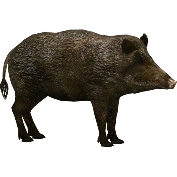 野猪 PNG免抠图透明素材 16设计网编号:31484