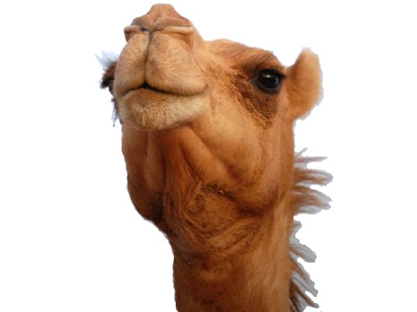 骆驼 PNG免抠图透明素材 普贤居素材编号:23398