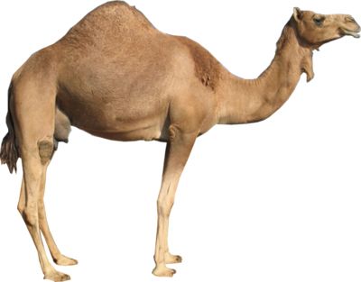 骆驼 PNG免抠图透明素材 普贤居素材编号:23399