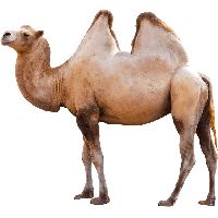 骆驼 PNG免抠图透明素材 素材中国编号:23401