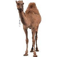 骆驼 PNG透明背景免抠图元素 素材中国编号:23402