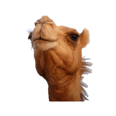 骆驼 PNG免抠图透明素材 素材中国编号:23403