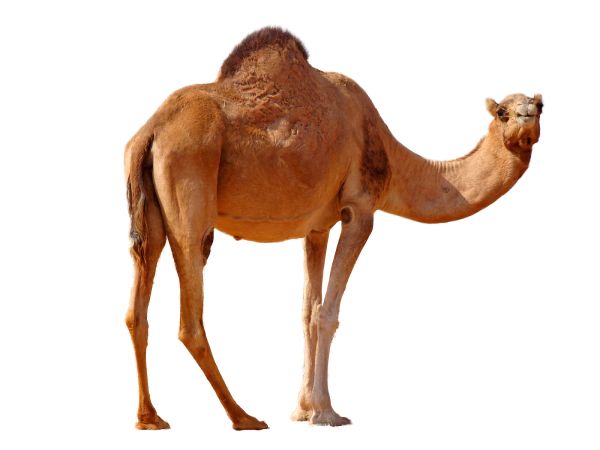 骆驼 PNG免抠图透明素材 16设计网编号:23405