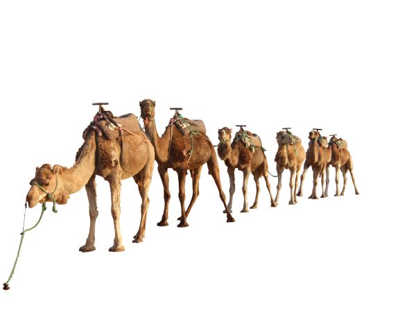 骆驼 PNG免抠图透明素材 普贤居素材编号:23408