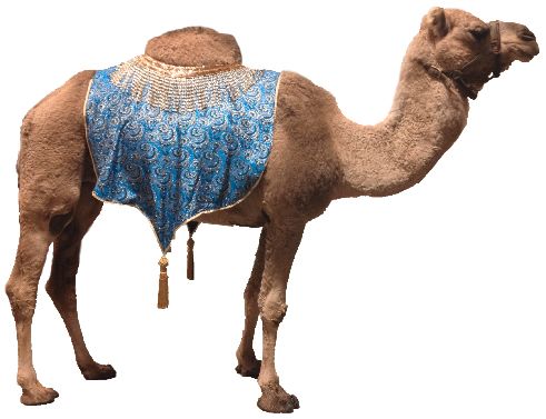 骆驼 PNG透明背景免抠图元素 16图库网编号:23409