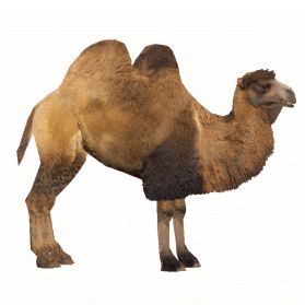 骆驼 PNG透明元素免抠图素材 16素材网编号:23410