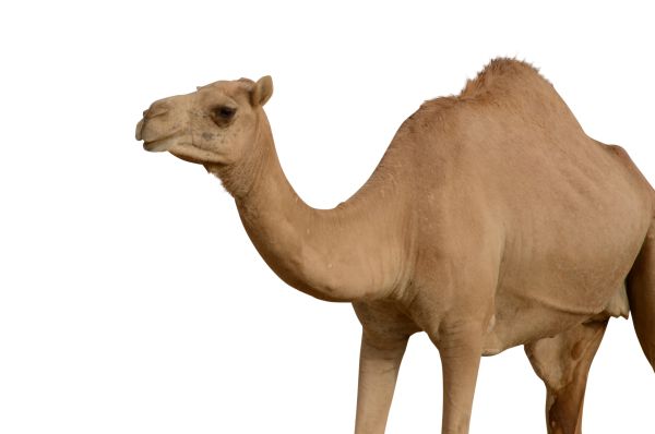 骆驼 PNG透明背景免抠图元素 16图库网编号:23413