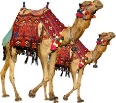 骆驼 PNG免抠图透明素材 普贤居素材编号:23415