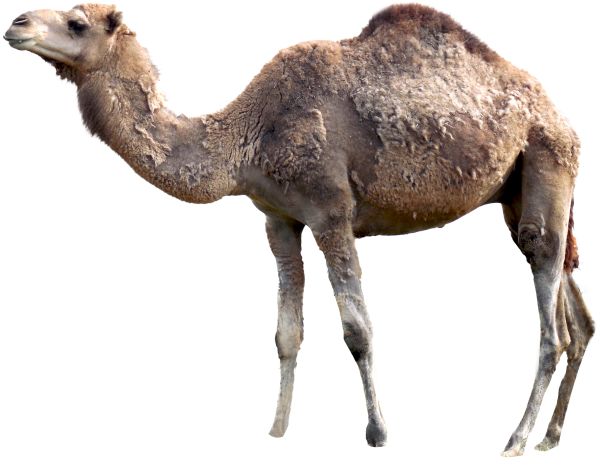 骆驼 PNG透明背景免抠图元素 16图库网编号:23416