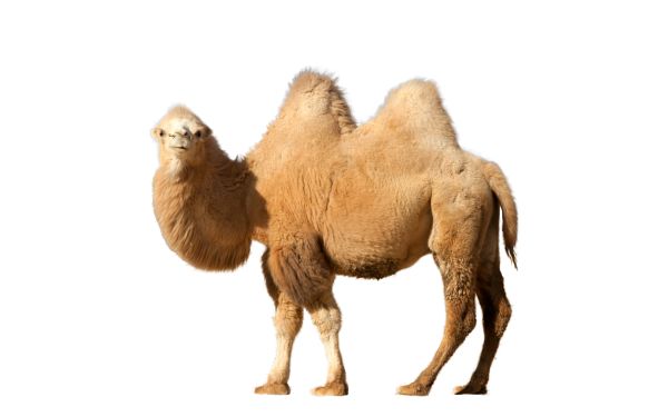 骆驼 PNG透明背景免抠图元素 16图库网编号:23417