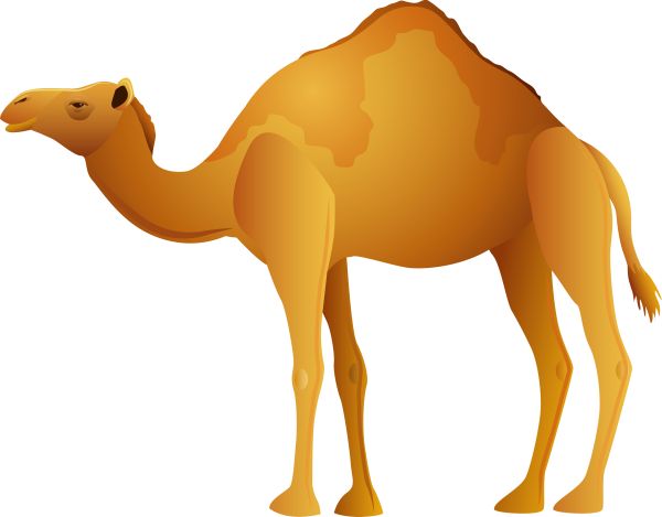 骆驼 PNG透明元素免抠图素材 16素材网编号:23420
