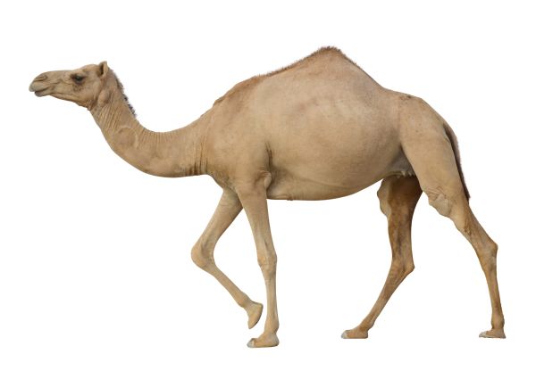 骆驼 PNG透明背景免抠图元素 16图库网编号:23421