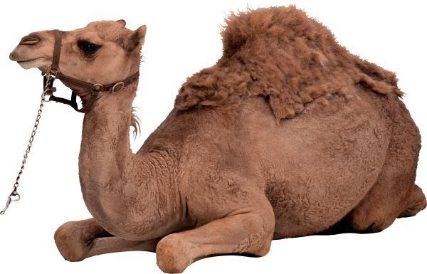 骆驼 PNG免抠图透明素材 16设计网编号:23423