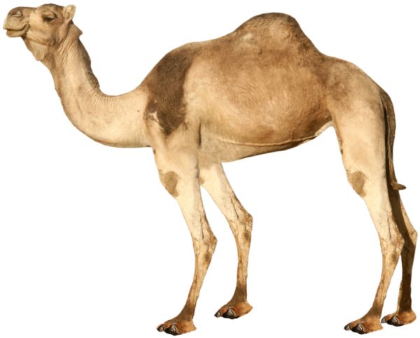 骆驼 PNG透明背景免抠图元素 16图库网编号:23425