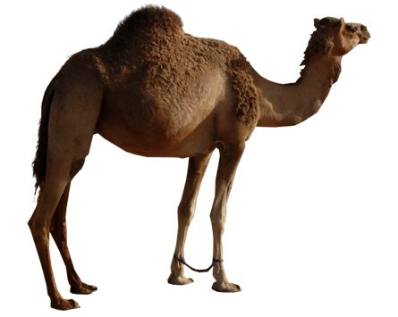 骆驼 PNG免抠图透明素材 素材中国编号:23426