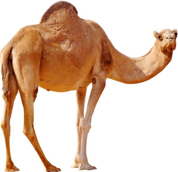 骆驼 PNG透明背景免抠图元素 素材中国编号:23428