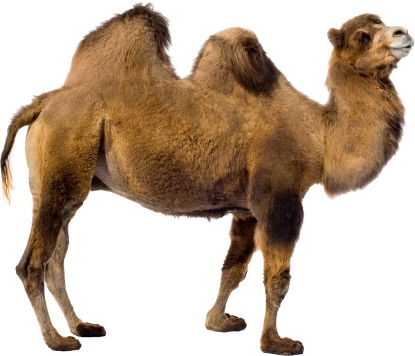 骆驼 PNG透明背景免抠图元素 素材中国编号:23429