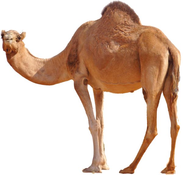 骆驼 PNG免抠图透明素材 16设计网