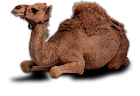 骆驼 PNG透明背景免抠图元素 素材