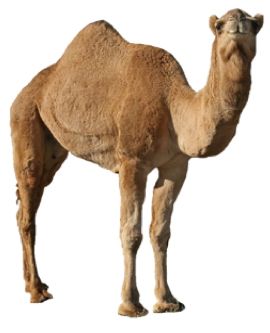 骆驼 PNG透明背景免抠图元素 16图库网编号:23433