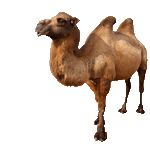 骆驼 PNG免抠图透明素材 素材天下