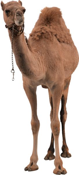 骆驼PNG透明背景免抠图元素 16图库网编号:2921
