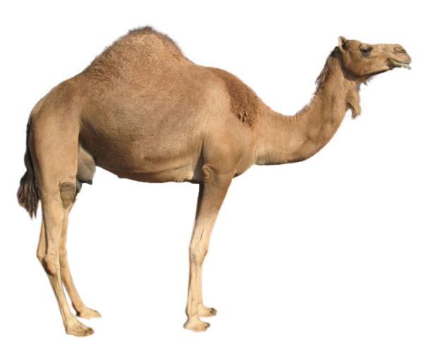 骆驼PNG透明背景免抠图元素 16图库网编号:2922