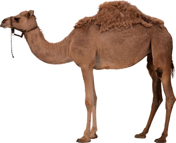 骆驼PNG透明背景免抠图元素 16图库网编号:2923